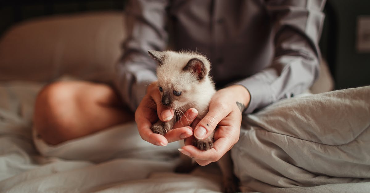 Katzenpflege: Tipps zur artgerechten Haltung und Gesundheit