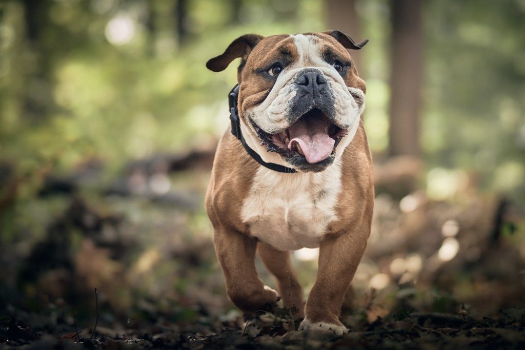 Hund, Bulldogge, Kaninchen