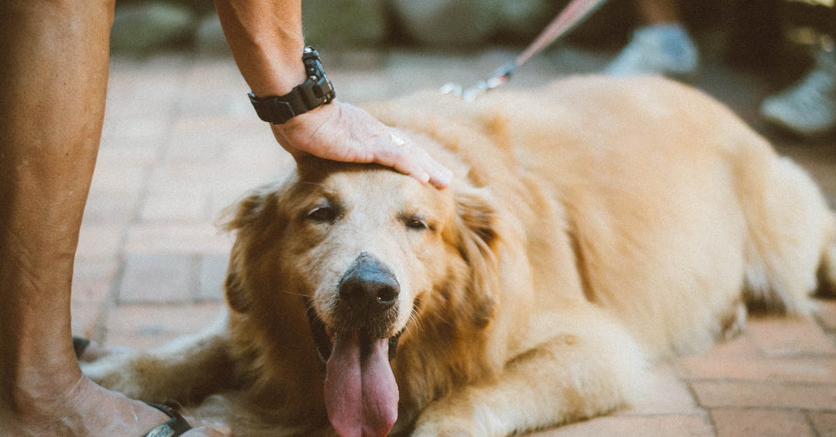 Hunde: Die besten Tipps für eine artgerechte Haltung