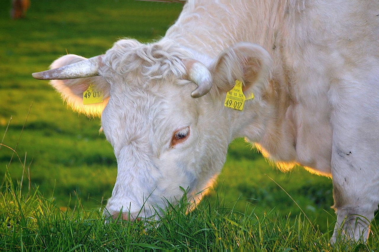 Tierliebhaber: Tipps für eine artgerechte Haltung