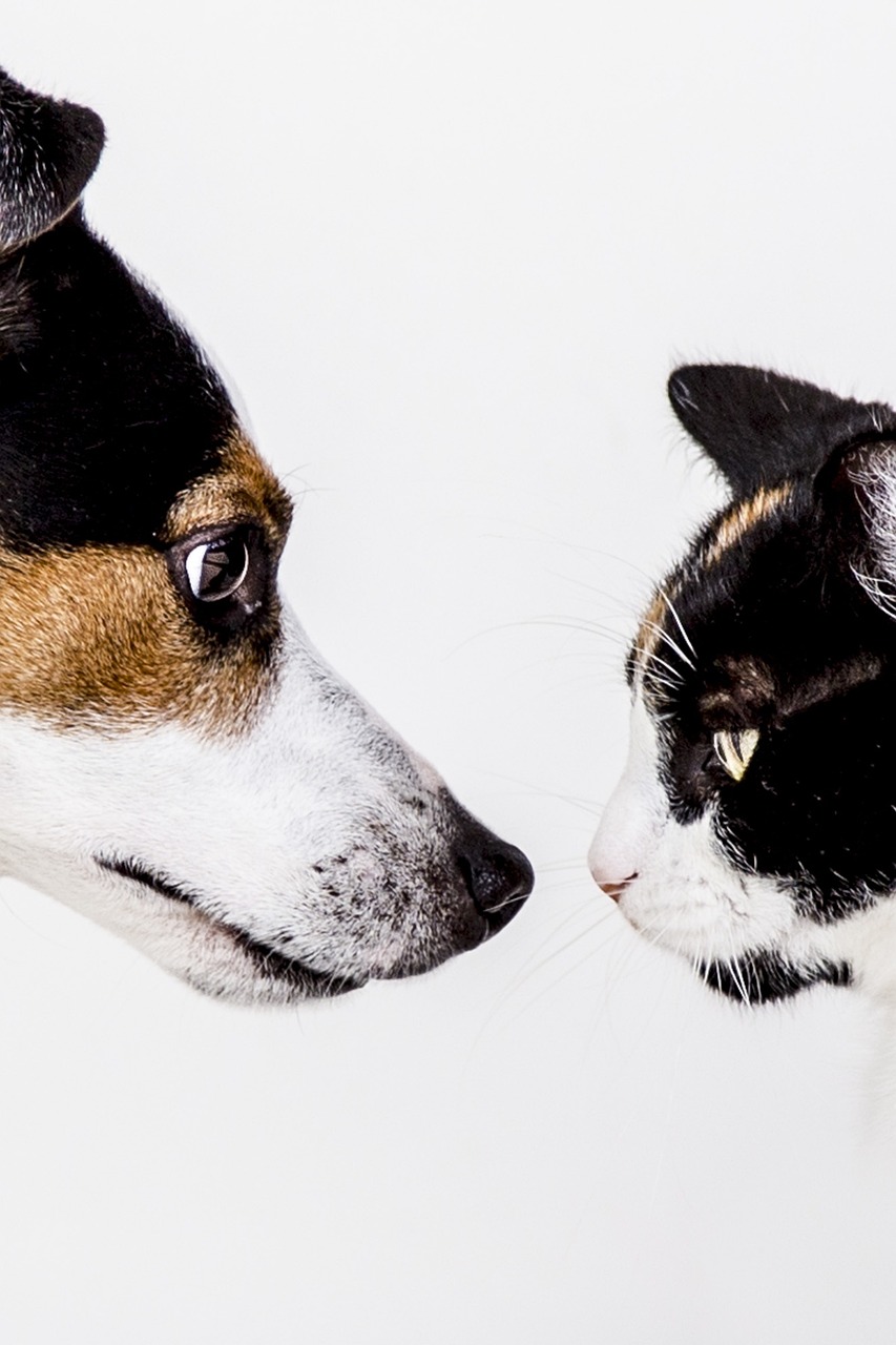 entdecken sie die besten tipps und ratschläge für die pflege und das wohlbefinden ihrer haustiere. von hunden über katzen bis hin zu exotischen tieren – alles, was sie wissen müssen, um ihrem pelzigen freund ein glückliches leben zu bieten.