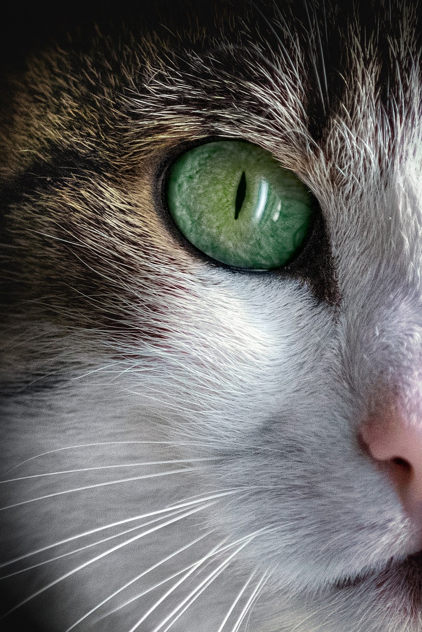 suchen sie einen zuverlässigen pet sitter? unsere professionellen tierbetreuer bieten liebevolle betreuung für ihre haustiere, während sie unterwegs sind. vertrauen sie uns mit der pflege ihrer vierbeinigen freunde!