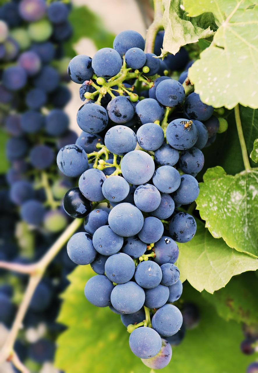 entdecken sie die vorteile von biolandwirtschaft mit unserem breiten angebot an bio lebenden lebensmitteln. gesund, nachhaltig und umweltfreundlich – genießen sie frische, natürliche produkte direkt von den besten erzeugern.