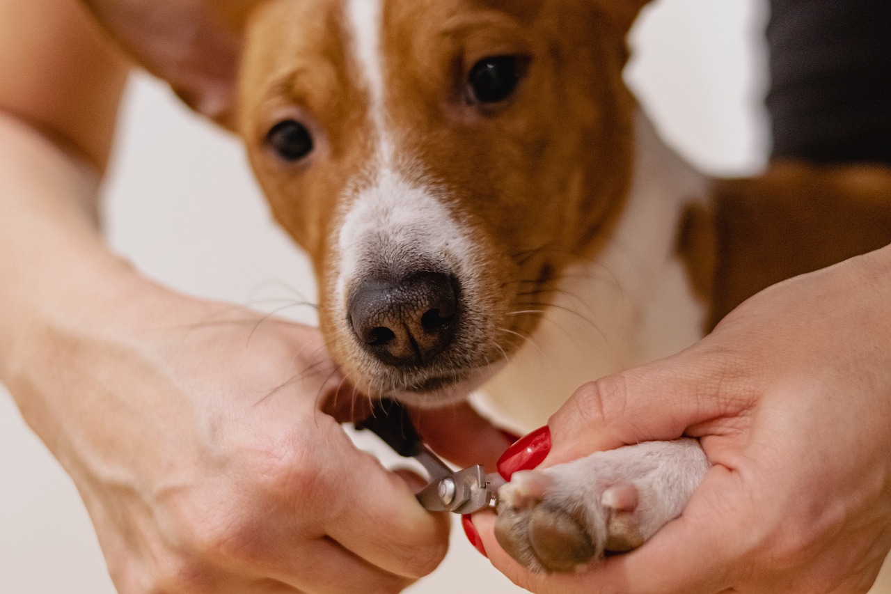 entdecken sie alles über die besten pflegeprodukte und tipps für die gesundheit und das wohlbefinden ihrer haustiere. egal ob hund, katze oder andere tiere – wir helfen ihnen, die richtige pflege zu finden!