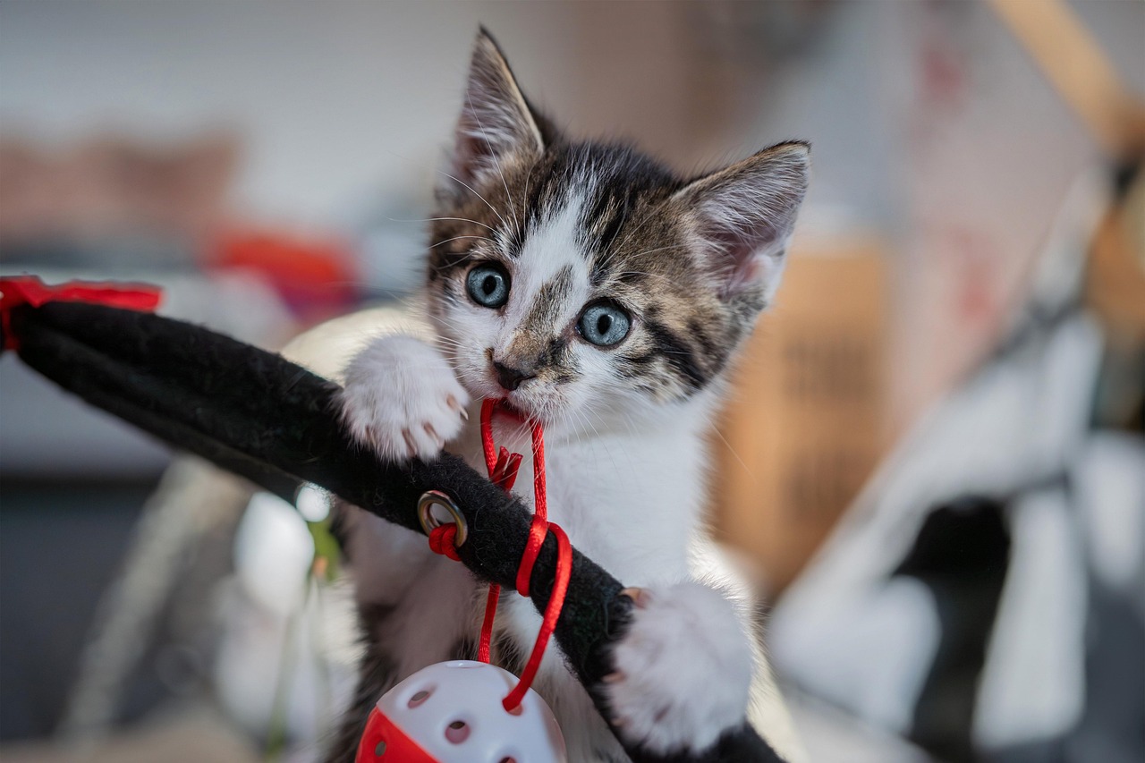 professionelle und liebevolle haustierbetreuung für ihre vierbeinigen freunde. ob spaziergänge, fütterung oder einfach nur gesellschaft leisten – unser pet sitting-service sorgt dafür, dass ihre tiere glücklich und gut betreut sind, während sie abwesend sind.